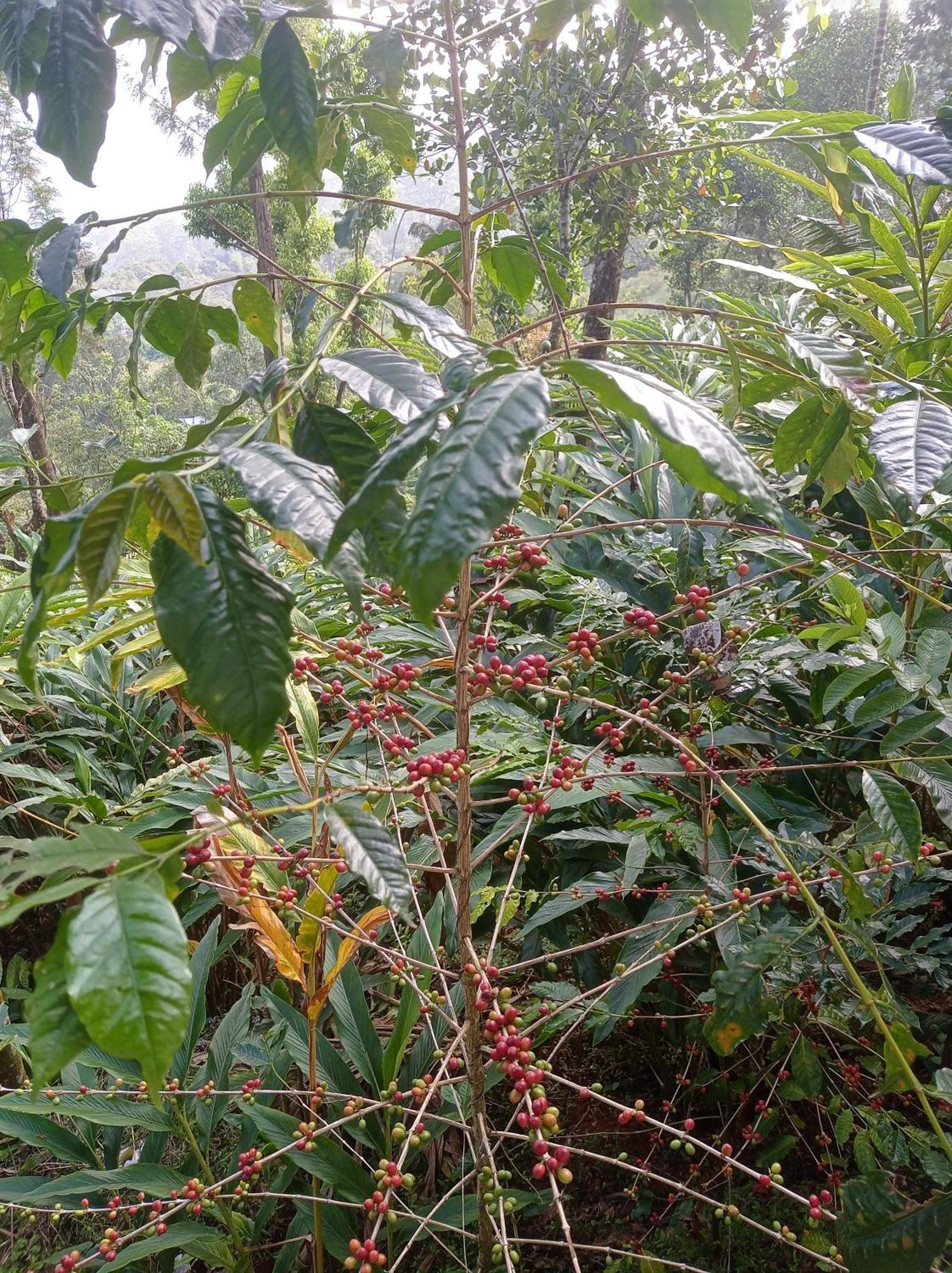 Munnar Home Stay Teadrops Plantation Villa Exterior foto