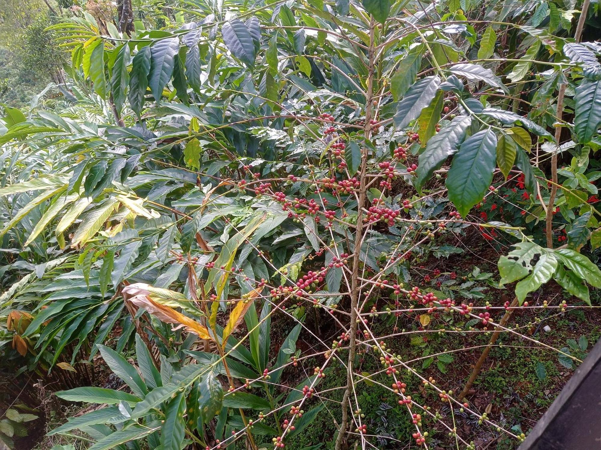 Munnar Home Stay Teadrops Plantation Villa Exterior foto